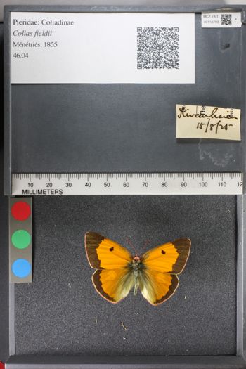 Media type: image;   Entomology 118799